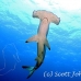 shark_hammerhead_scalloped_dar_h_0061_ecu0830.jpg